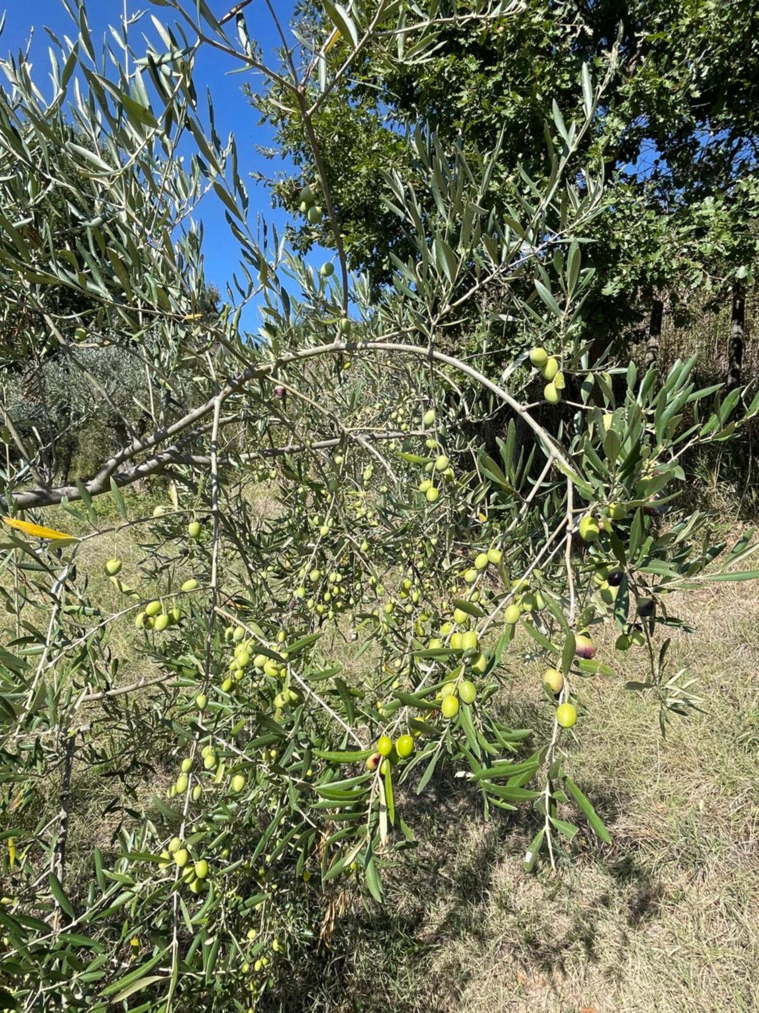 Casamoira Διαμέρισμα Trequanda Εξωτερικό φωτογραφία